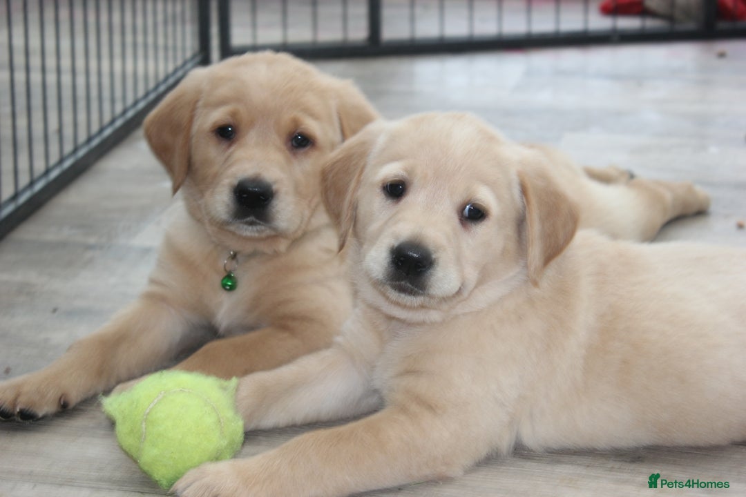 Goldador dogs for sale: Beautiful Goldador Puppies in Garndolbenmaen - Image 24
