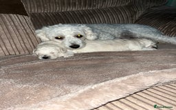 Bichon Frise dogs for sale: Bichon frise - Image 3