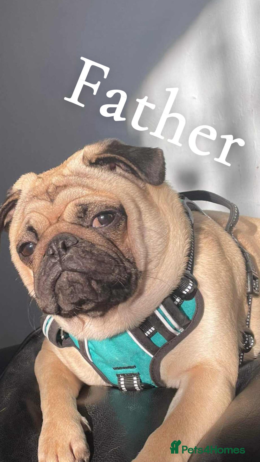 Mixed Breed dogs for sale: a Paperanian cross Pug  - Image 6