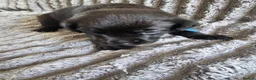 Labrador Retriever dogs for sale: Labrador Puppies - Advert 22