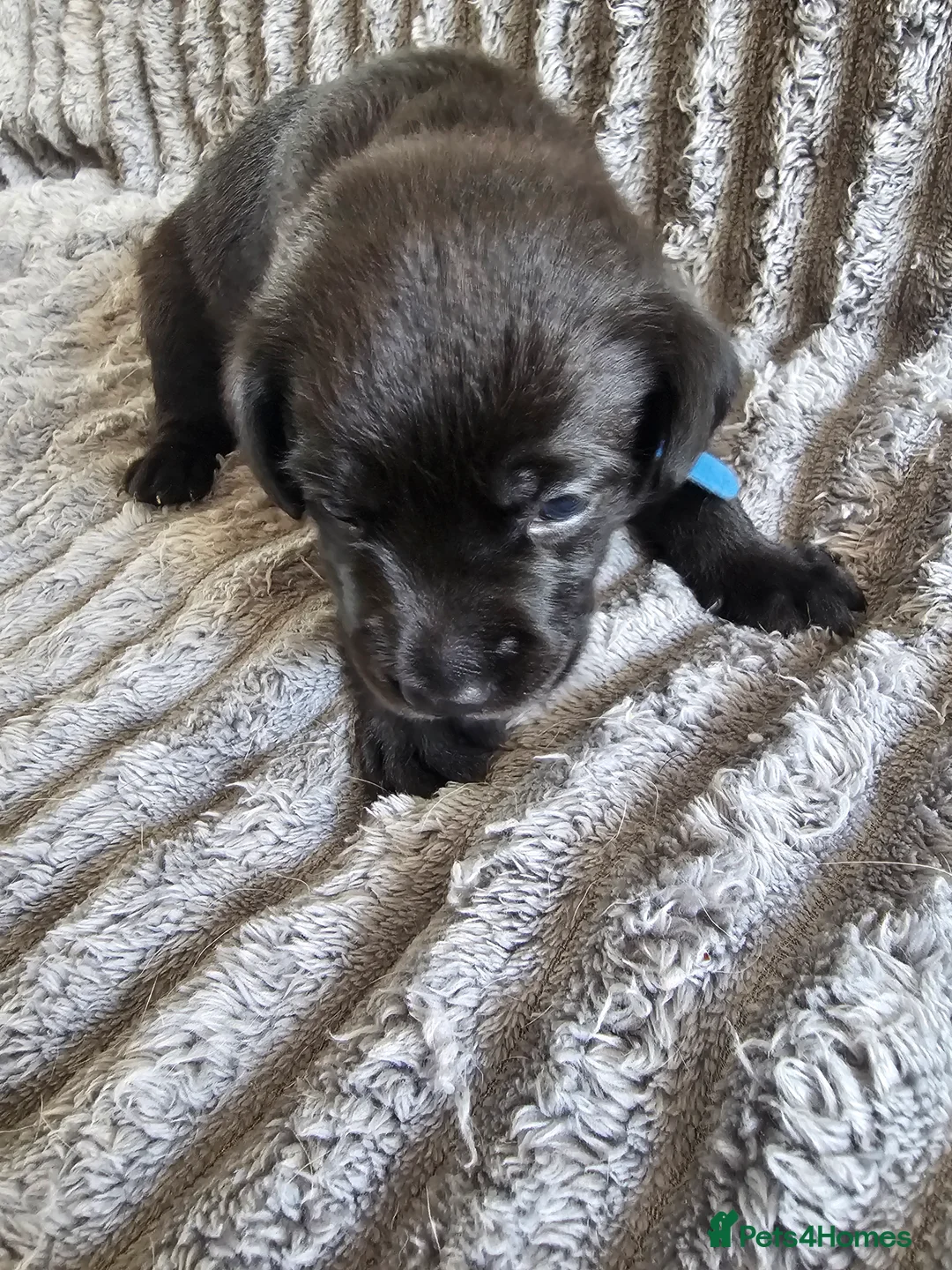 Labrador Retriever dogs for sale: Labrador Puppies - Advert 22
