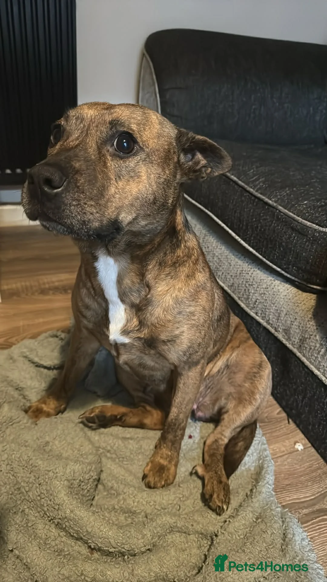 Mixed Breed dogs for sale: LOVING FOREVER HOME NEEDED FOR A BEAUTIFUL GIRL in Bargoed - Advert 2
