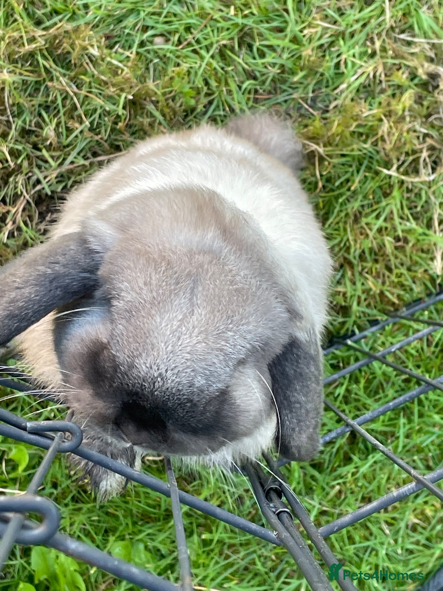 Mini Lop rabbits Beautiful mini Lops - Advert 2