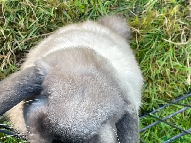 Mini Lop rabbits Beautiful mini Lops - Advert 2