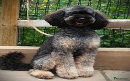 Cavapoo dogs for sale: ⭐️ Top Quality Cavapoos Due ⭐️ - Image 6