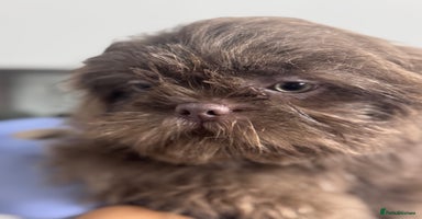 Shih Tzu dogs - Advert 7