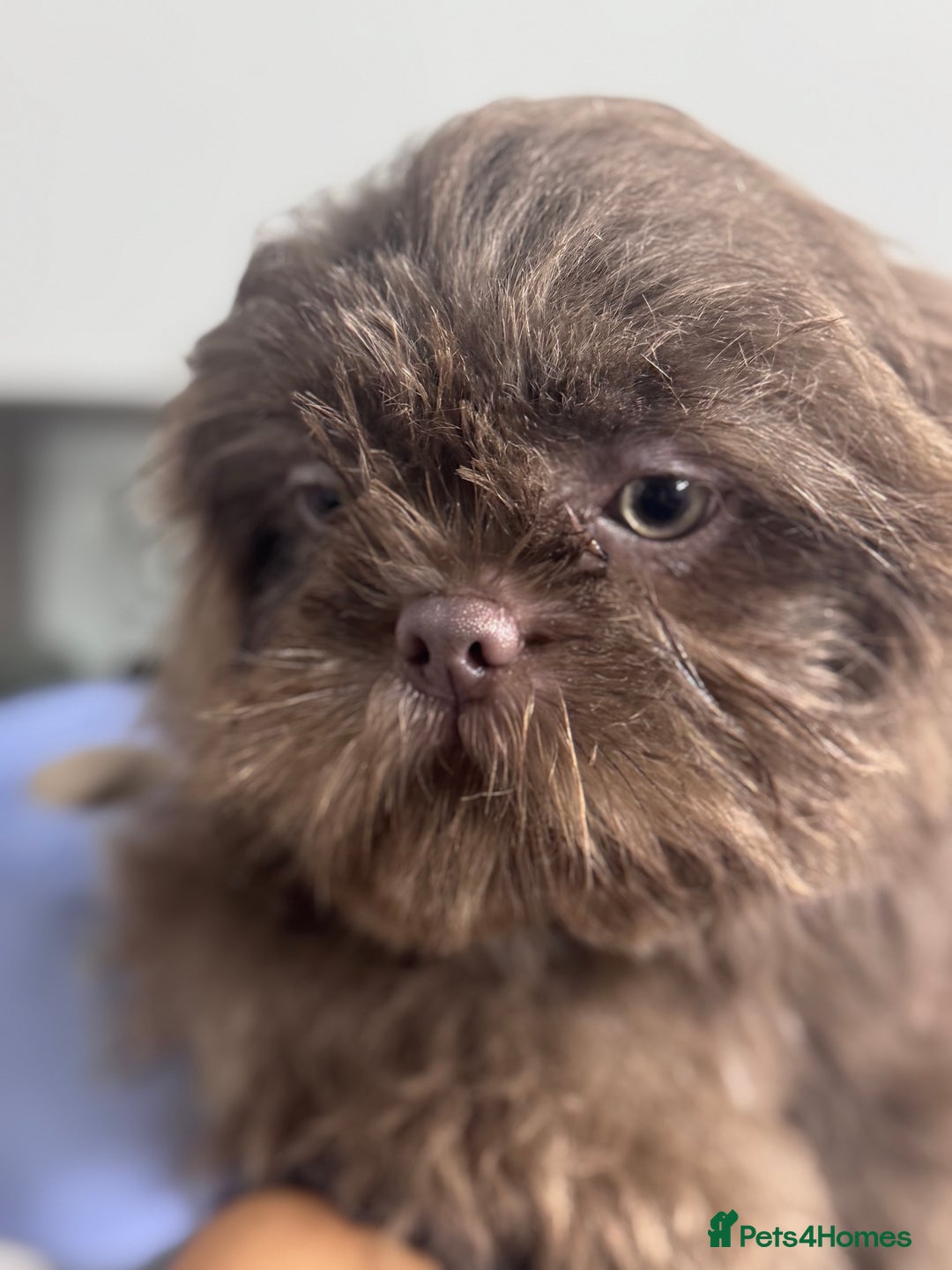 Shih Tzu dogs for sale: Shihtzus lilacs 5* KC REGISTERED - Image 4