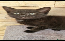 Mixed Breed cats for sale: Kittens😺 - Image 9