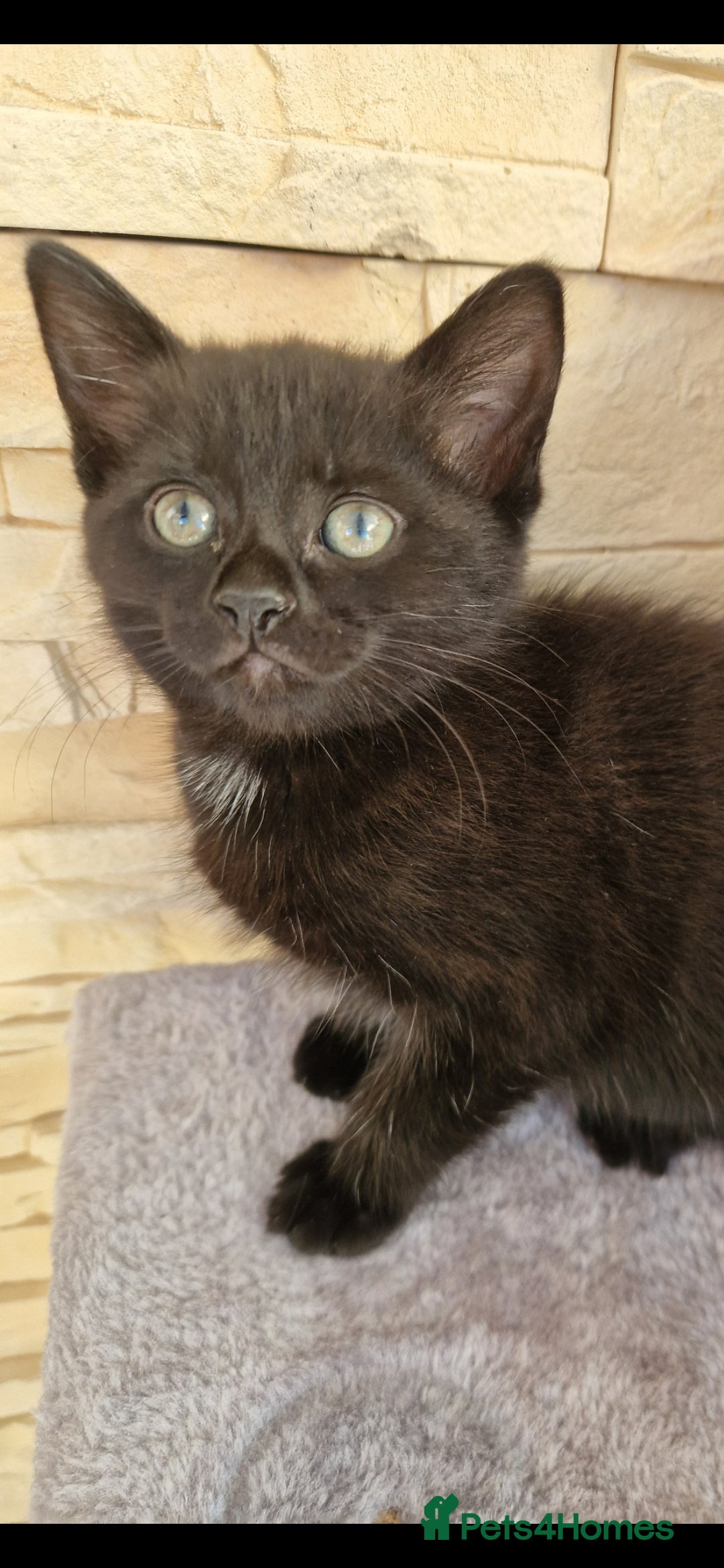 Mixed Breed cats for sale: Kittens😺 - Image 9