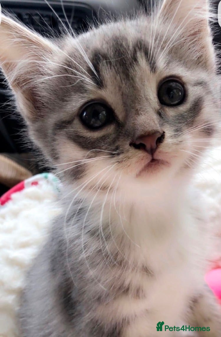 Mixed Breed cats kittens for sale  - Advert 12