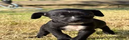 Mixed Breed dogs for sale: Staffy cross Spreagle - Advert 10