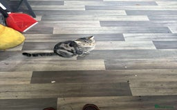Toyger cats for sale: Two male cats  - Image 2