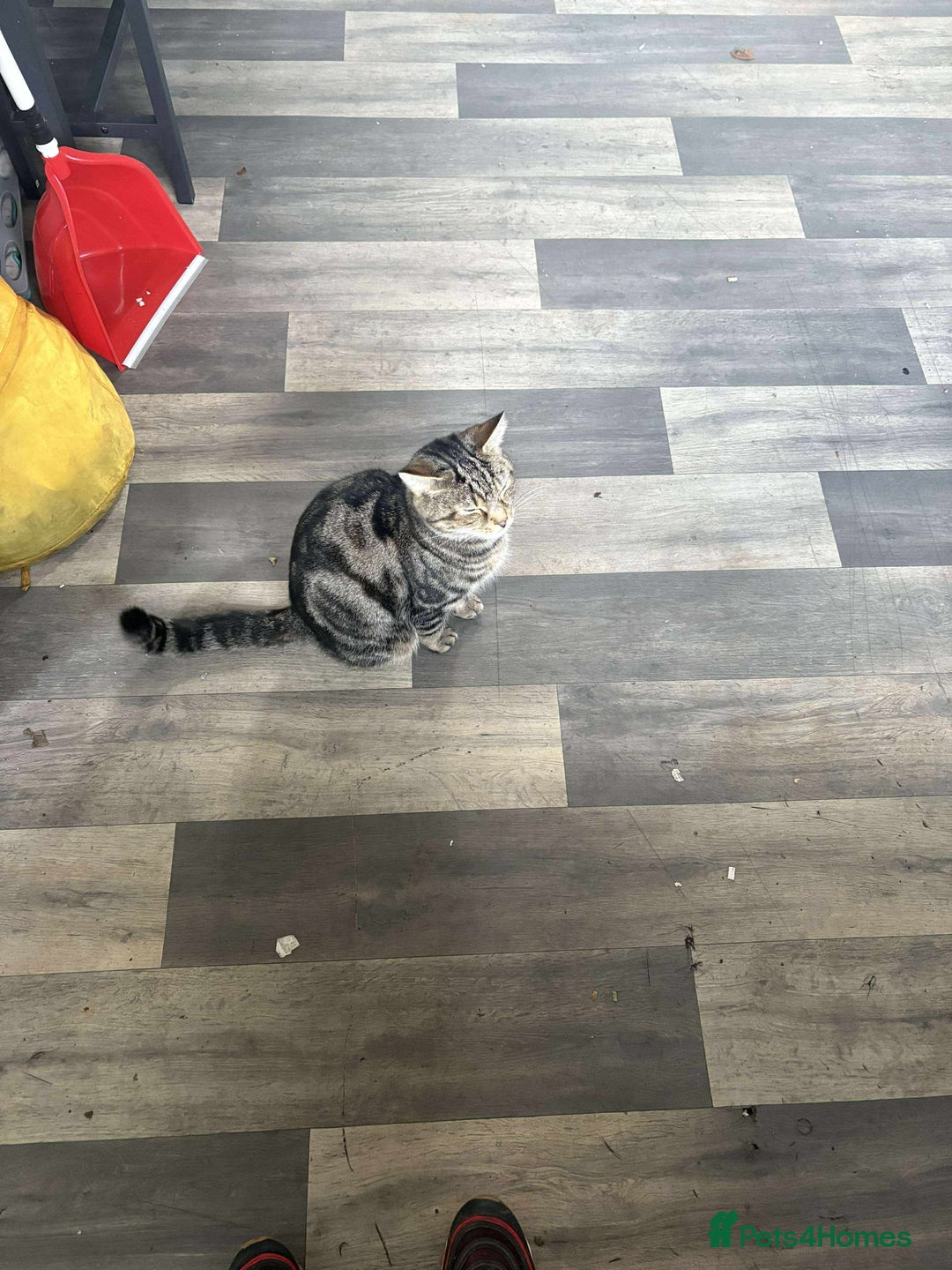 Toyger cats for sale: Two male cats  - Image 2