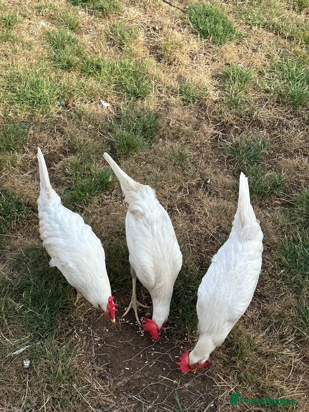 Chickens poultry for sale: White Leghorns Pullets Layers - Advert 3
