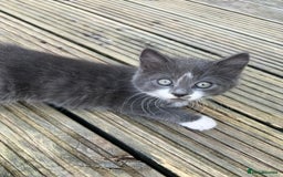 Mixed Breed cats for sale: Lovely Kitten for sale only 50£  - Image 6