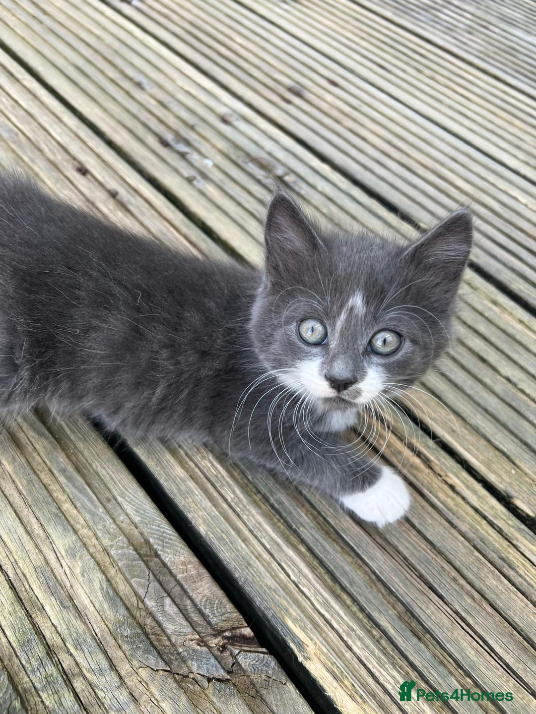 Mixed Breed cats for sale: Lovely Kitten for sale only 50£  - Image 6