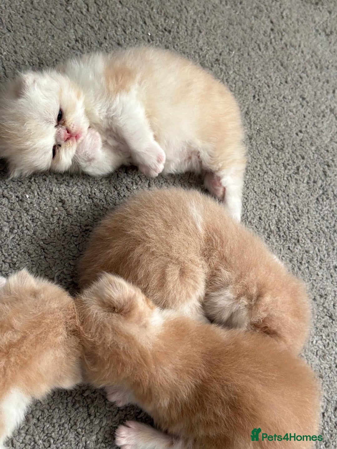 Persian cats for sale: Stunning Persian kittens  - Image 6