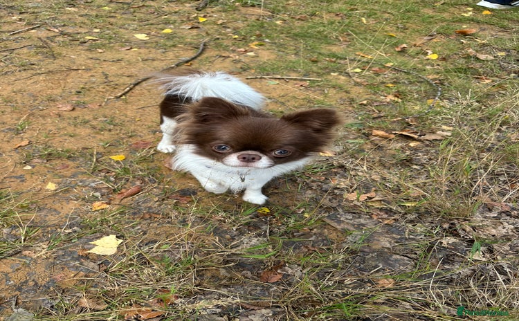 Chihuahua dogs in London - Advert 2