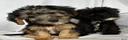 Mixed Breed dogs for sale: Sealyham X Poodle Puppies  - Advert 14