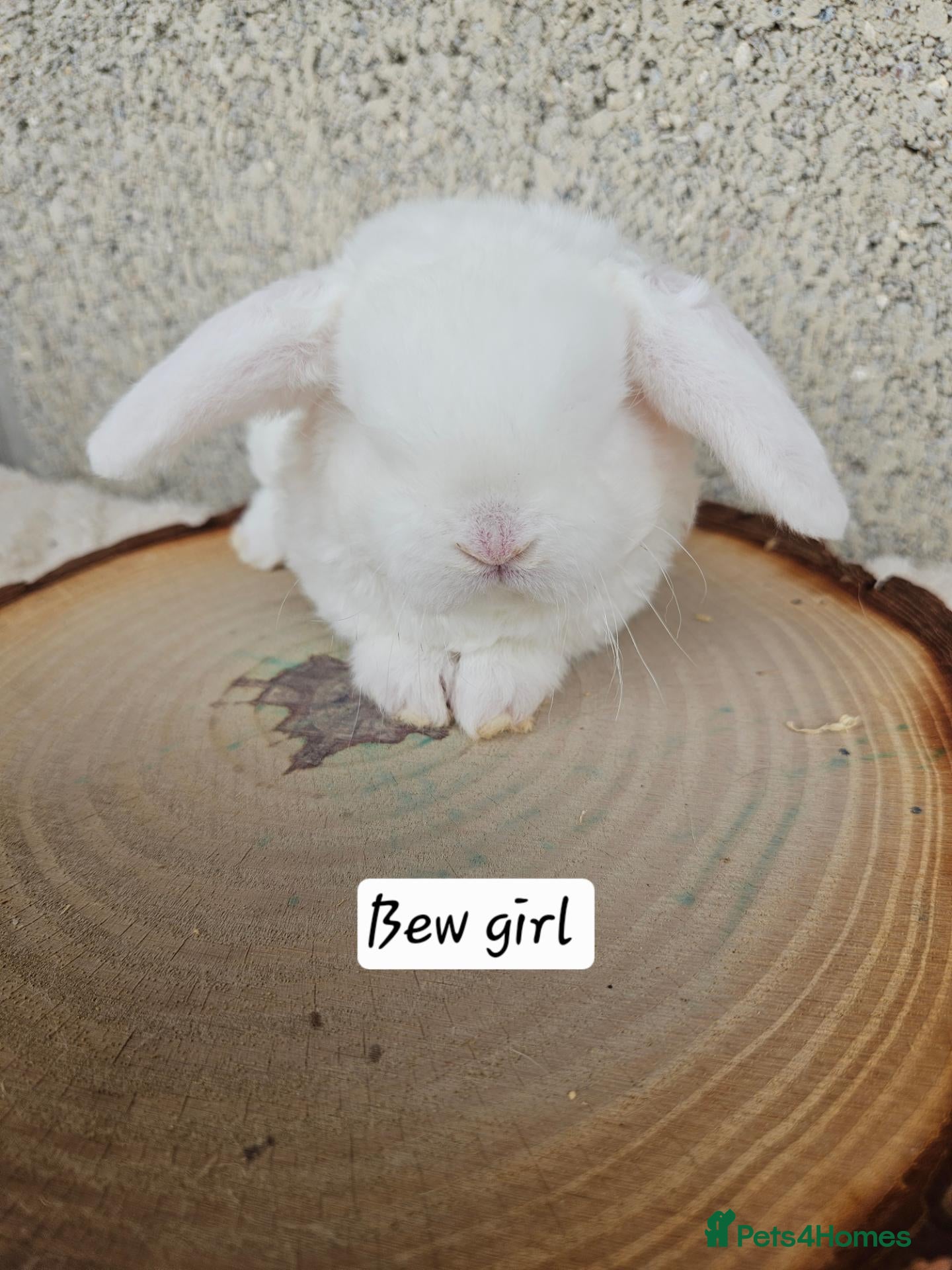 French Lop rabbits 🐻 Ad 2 PUREBRED MINI PLUSH LOPS 💕 - Advert 1