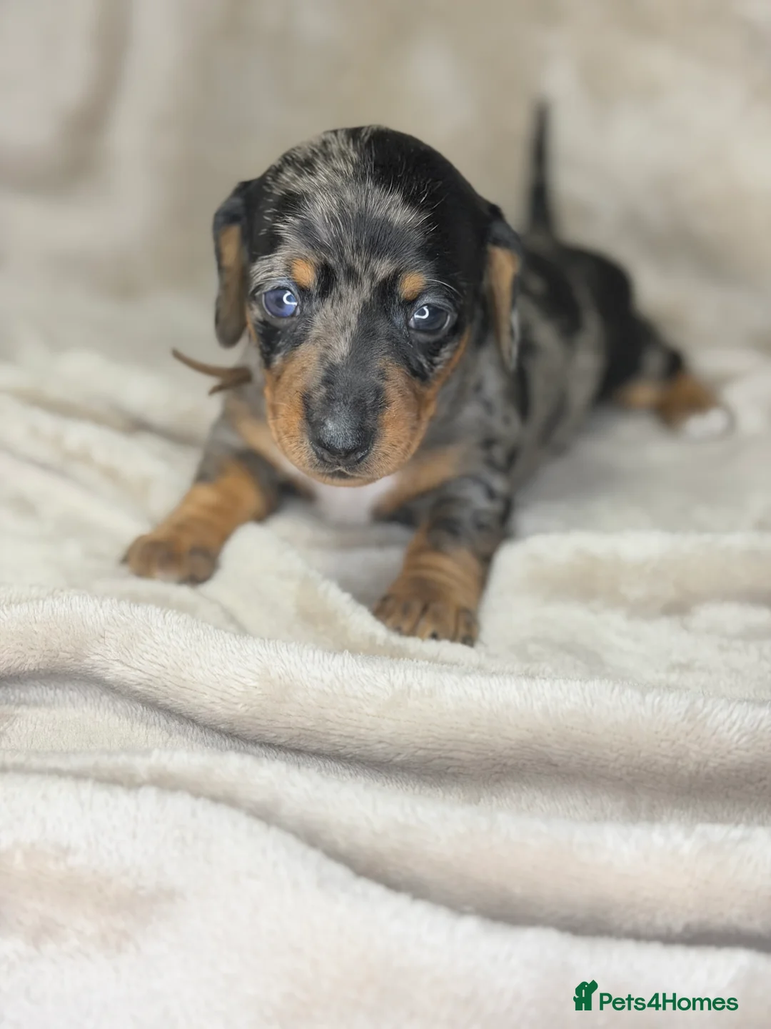 Miniature Dachshund dogs for sale: Pink carrier miniature dachshunds - Advert 8