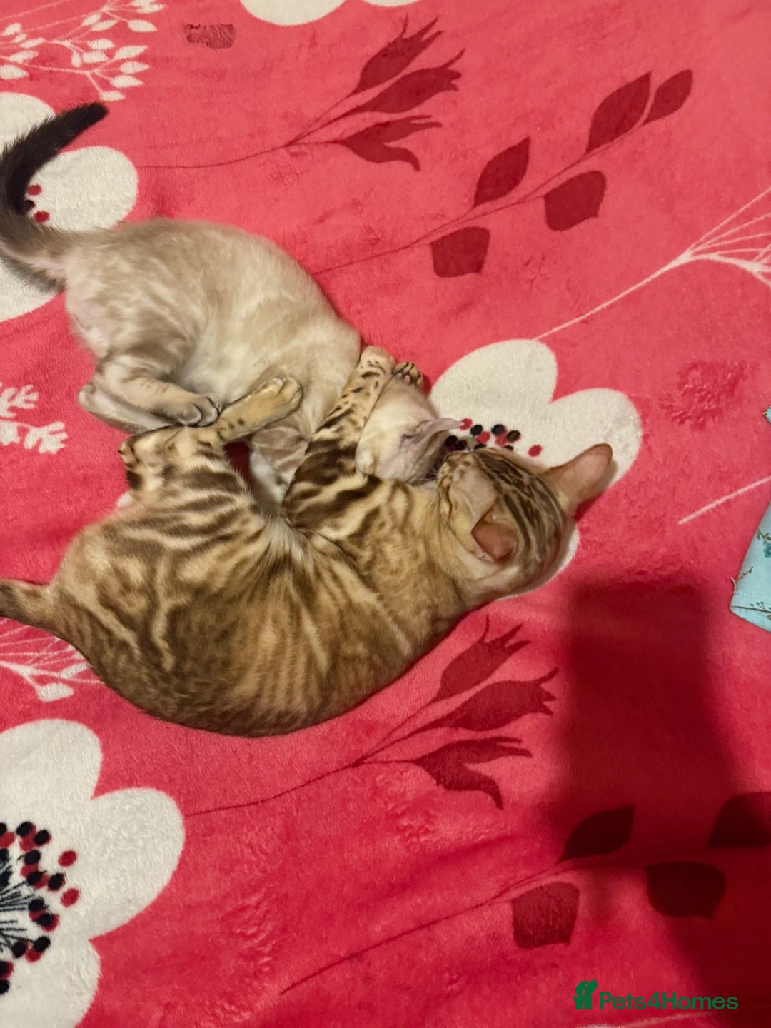 Bengal cats for sale: Bonnies Bengals  - Advert 36
