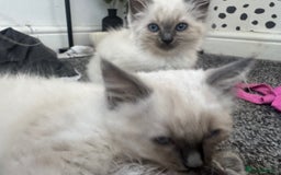 Ragdoll cats for sale: Ragdoll kittens blue mitted  - Image 11