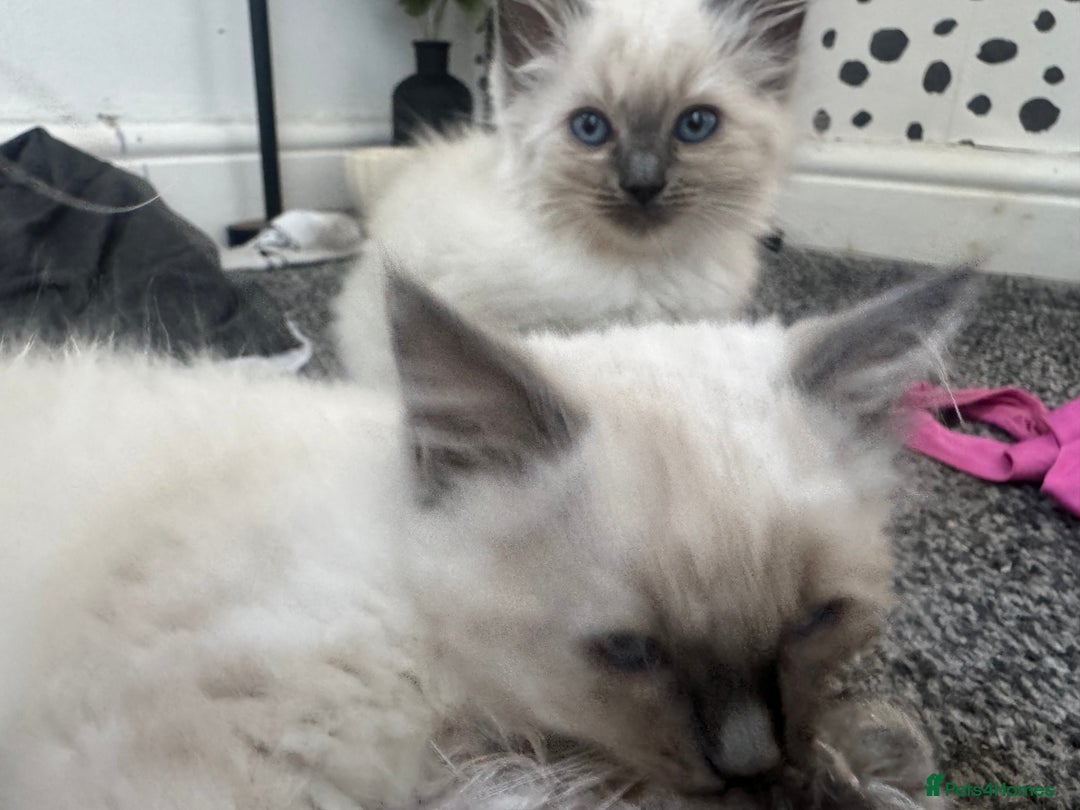 Ragdoll cats for sale: Ragdoll kittens blue mitted  - Image 11