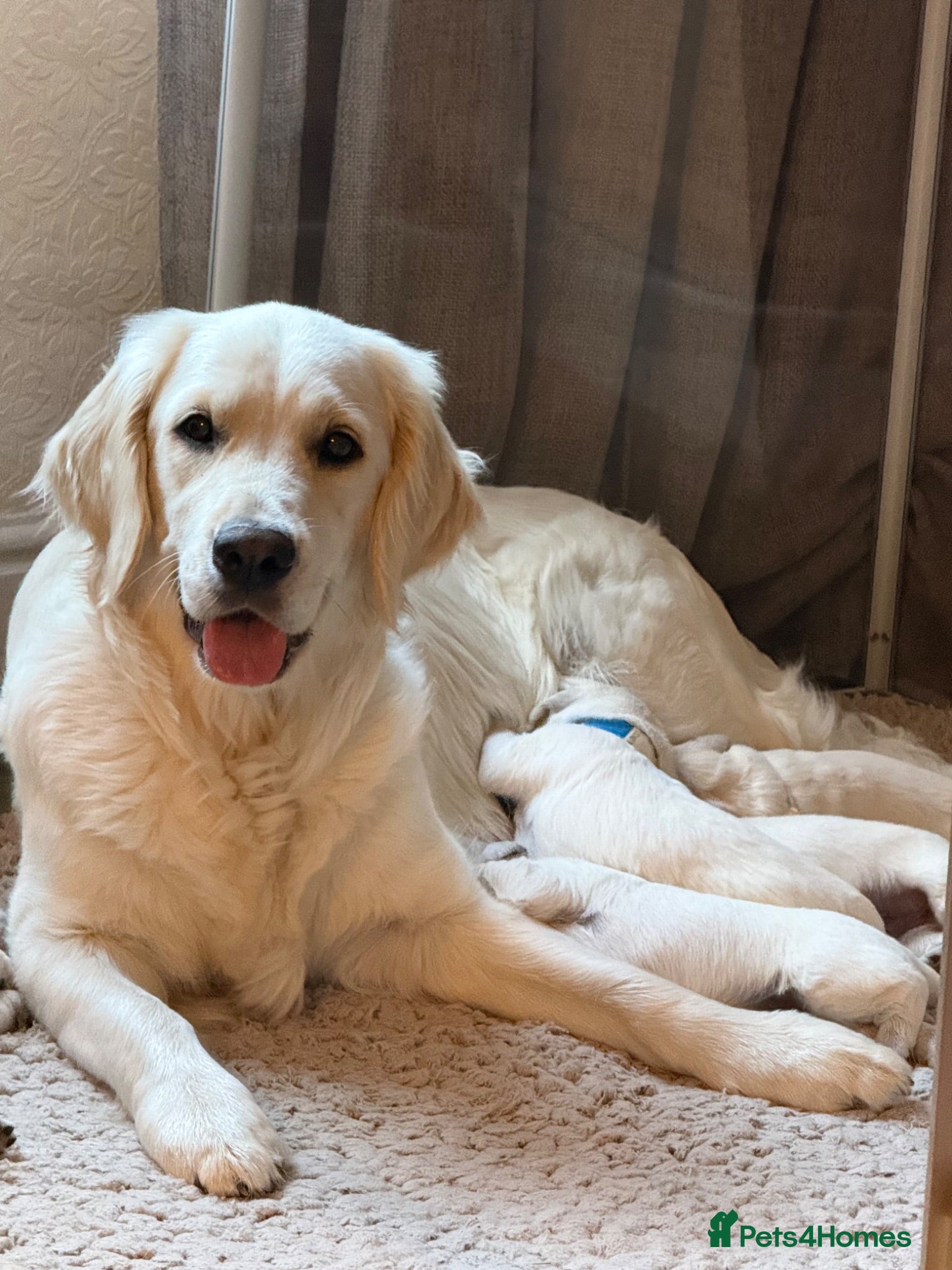 Golden Retriever dogs Beautiful Golden Retriever Puppies born 21/06/26 - Advert 1