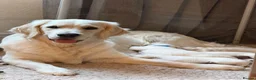 Golden Retriever dogs for sale: Beautiful Golden Retriever Puppies born 21/06/26 - Advert 1