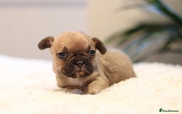 French Bulldog dogs for sale: Beautiful healthy full breed Frenchbulldog puppies - Image 10