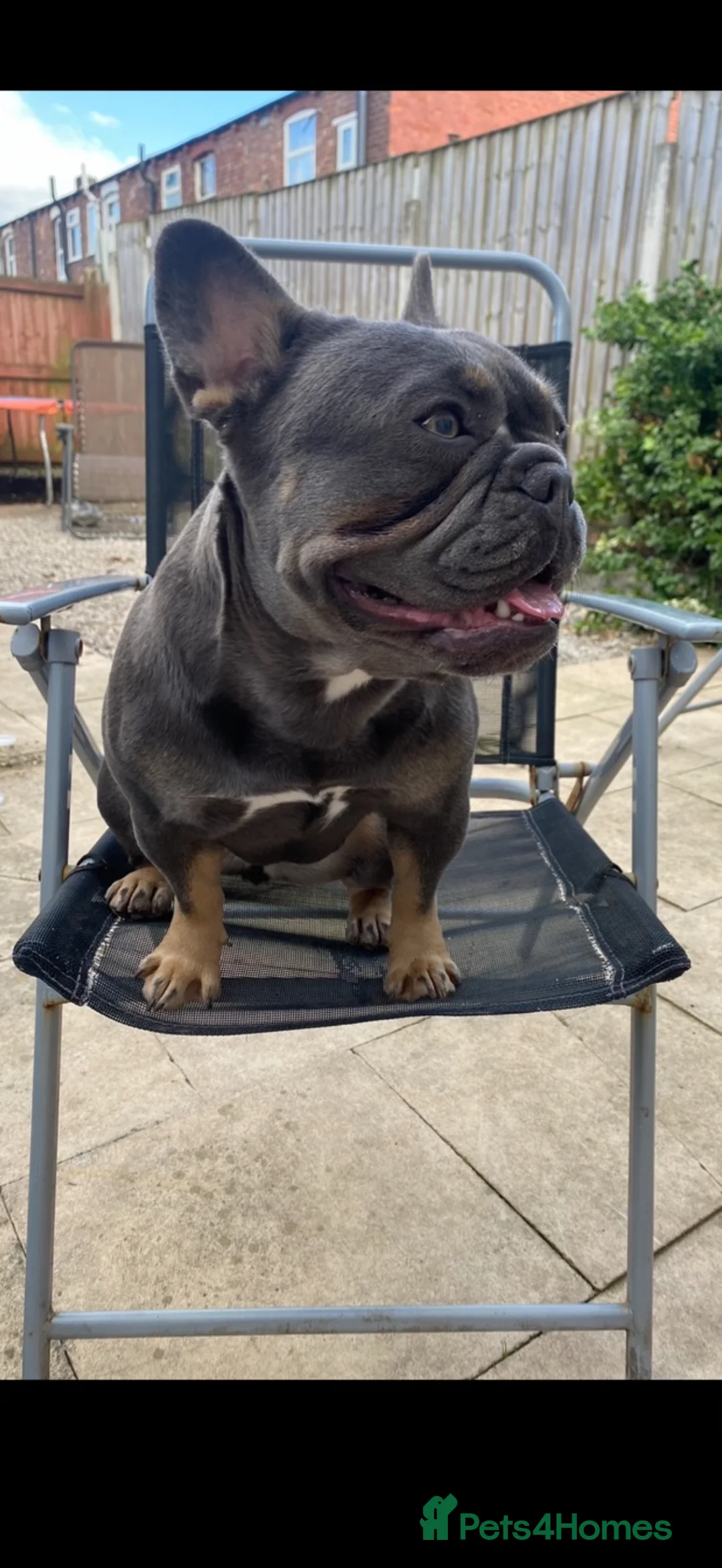 French Bulldog dogs for sale: L4 lilac tan female  in Blackpool - Advert 2