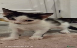 Domestic Shorthair cats for sale: Kittens  - Image 9
