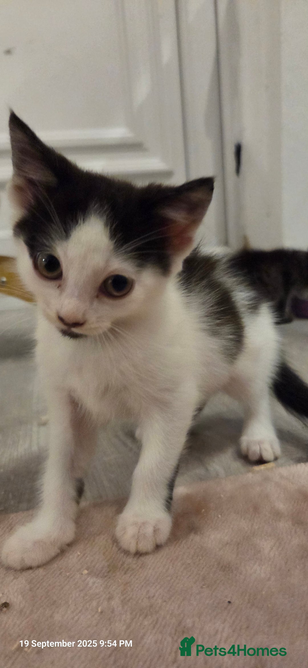 Domestic Shorthair cats for sale: Kittens  - Image 9