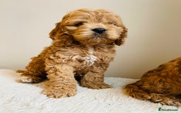 Cockapoo dogs for sale: Toy Yankee doodles American cockapoo - Image 15