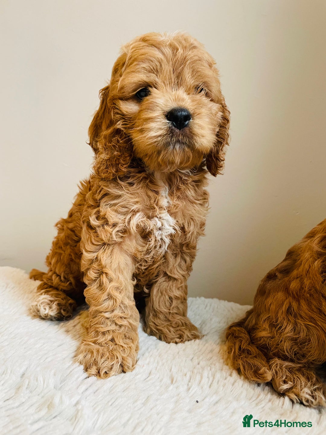 Cockapoo dogs for sale: Toy Yankee doodles American cockapoo - Image 15
