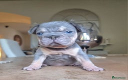 French Bulldog dogs for sale: Beautiful French bulldogs - Image 11
