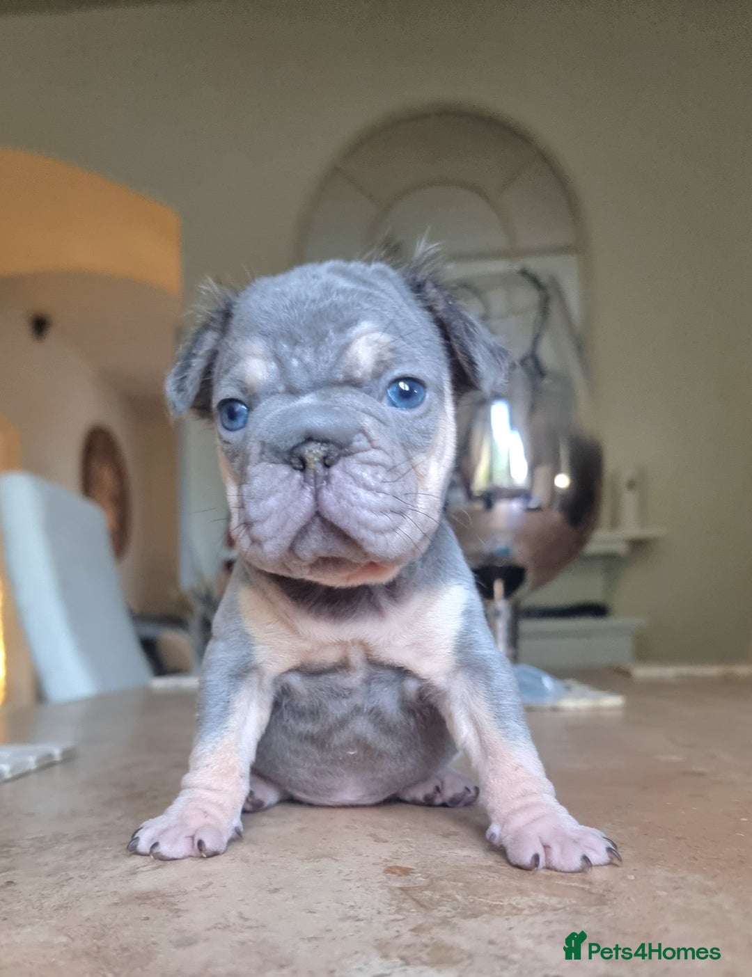French Bulldog dogs for sale: Beautiful French bulldogs - Image 11