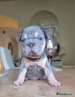 French Bulldog dogs - Advert 5