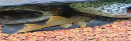 Cichlids fish for sale: plecos, electric blu Dempsey, emp snakehead,Oscars - Advert 10