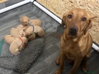 Labrador Retriever dogs KC Registered Labrador Fox Red Puppies - Advert 1