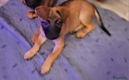 Belgian Shepherd Dog dogs for sale: Belgian malinois puppies  - Image 14
