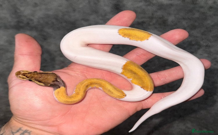 Python Snake reptiles - Advert 1