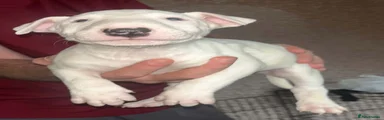 Bull Terrier 1