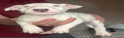 Bull Terrier dogs for sale: English bull terrier puppies  - Advert 10