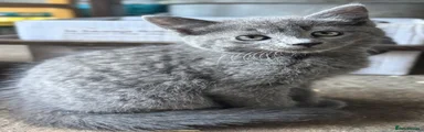 Grey short hair - male 