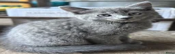 Mixed Breed cats for sale: Gorgeous grey kittens  - Advert 7