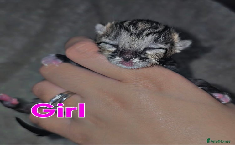 Savannah cats - Advert 1