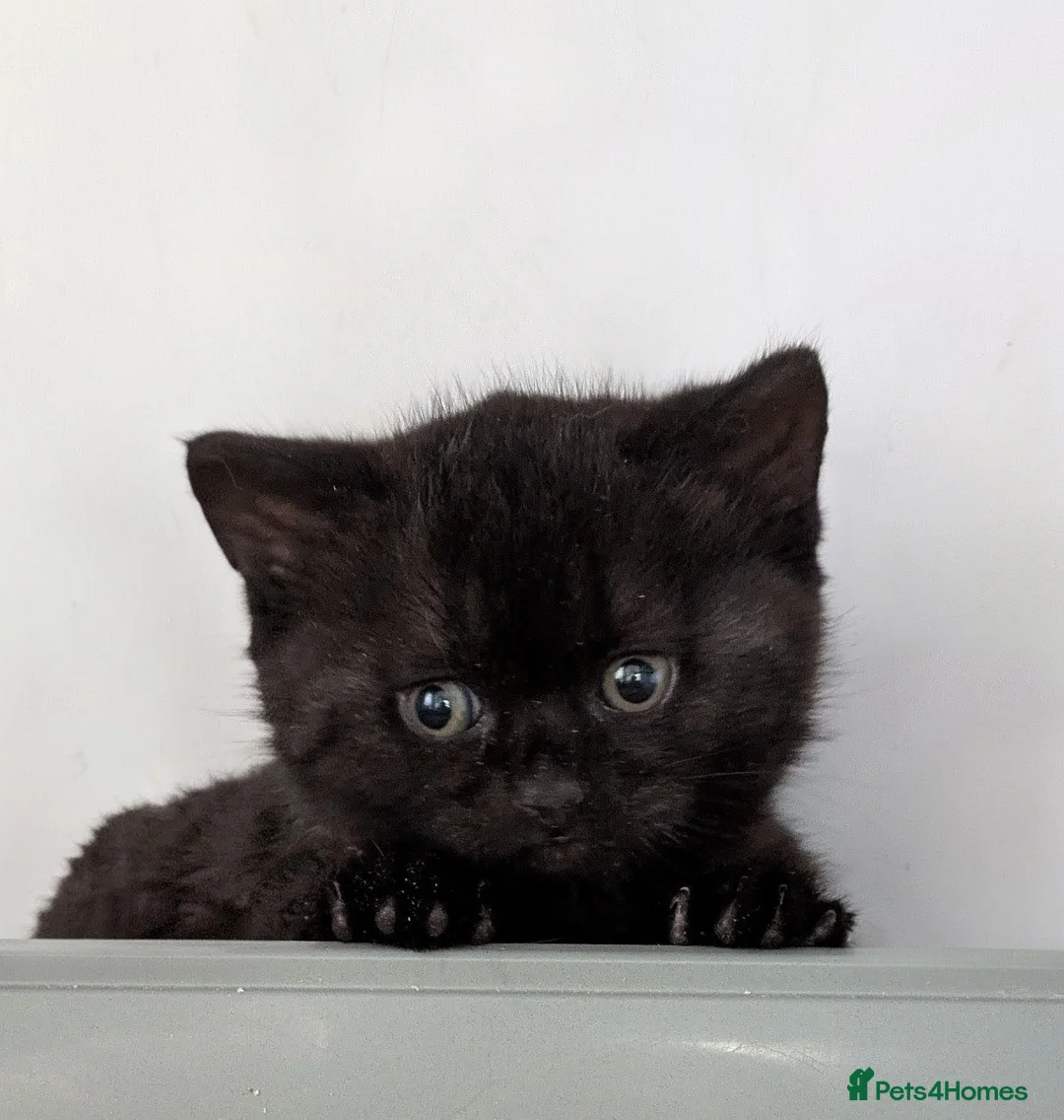 British Shorthair cats for sale: Affectionate British shorthair kitten  - Advert 3