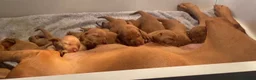 Hungarian Vizsla dogs for sale: Little Hungarians, Big ♥️ RKC Vizsla Puppies - Advert 2